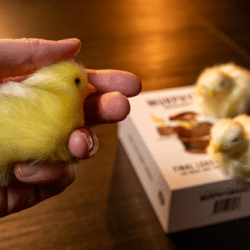 Alternative view of THE FINAL LOAD (Baby Chicks)