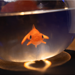 Fishbowl Production vissenkom verschijning voor goochelaar in professionele show